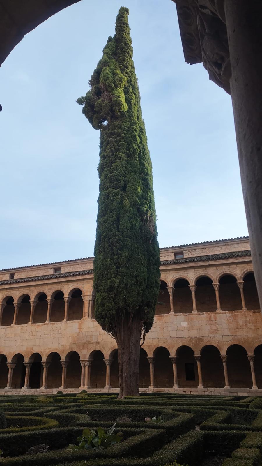 Century-old cypress in the Romanesque cloister of the Silos monastery surrounded by arches