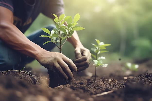 Hands planting a young tree in the soil, with seedlings growing and a sunlit forest in the background