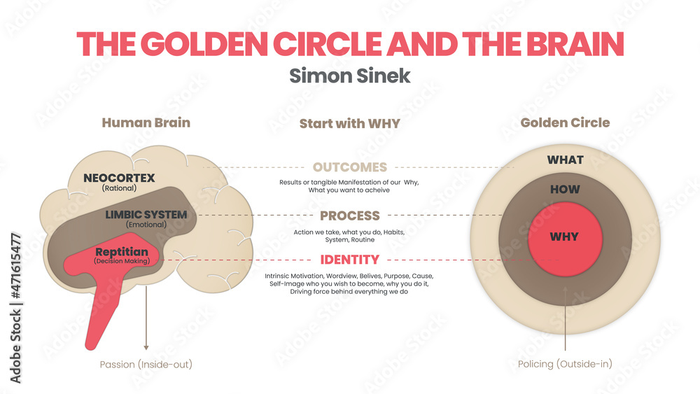 Infographic of Simon Sinek's Golden Circle comparing the human brain with the What, How and Why circles
