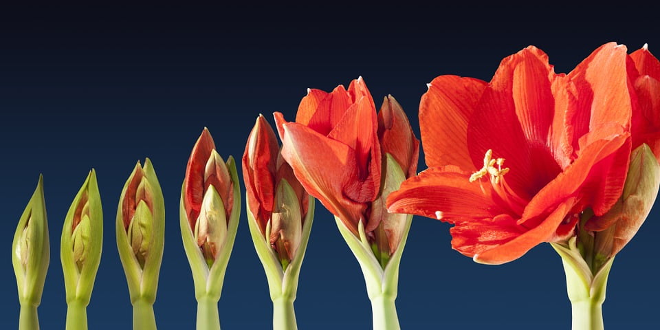 Sequence of a red amaryllis opening from closed bud to full bloom